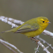 Female. Note: olive crown and forehead, bright yellow overall, and yellow lores.