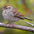 Adult nonbreeding plumage. Note: pink bill and rufous tinged crown.